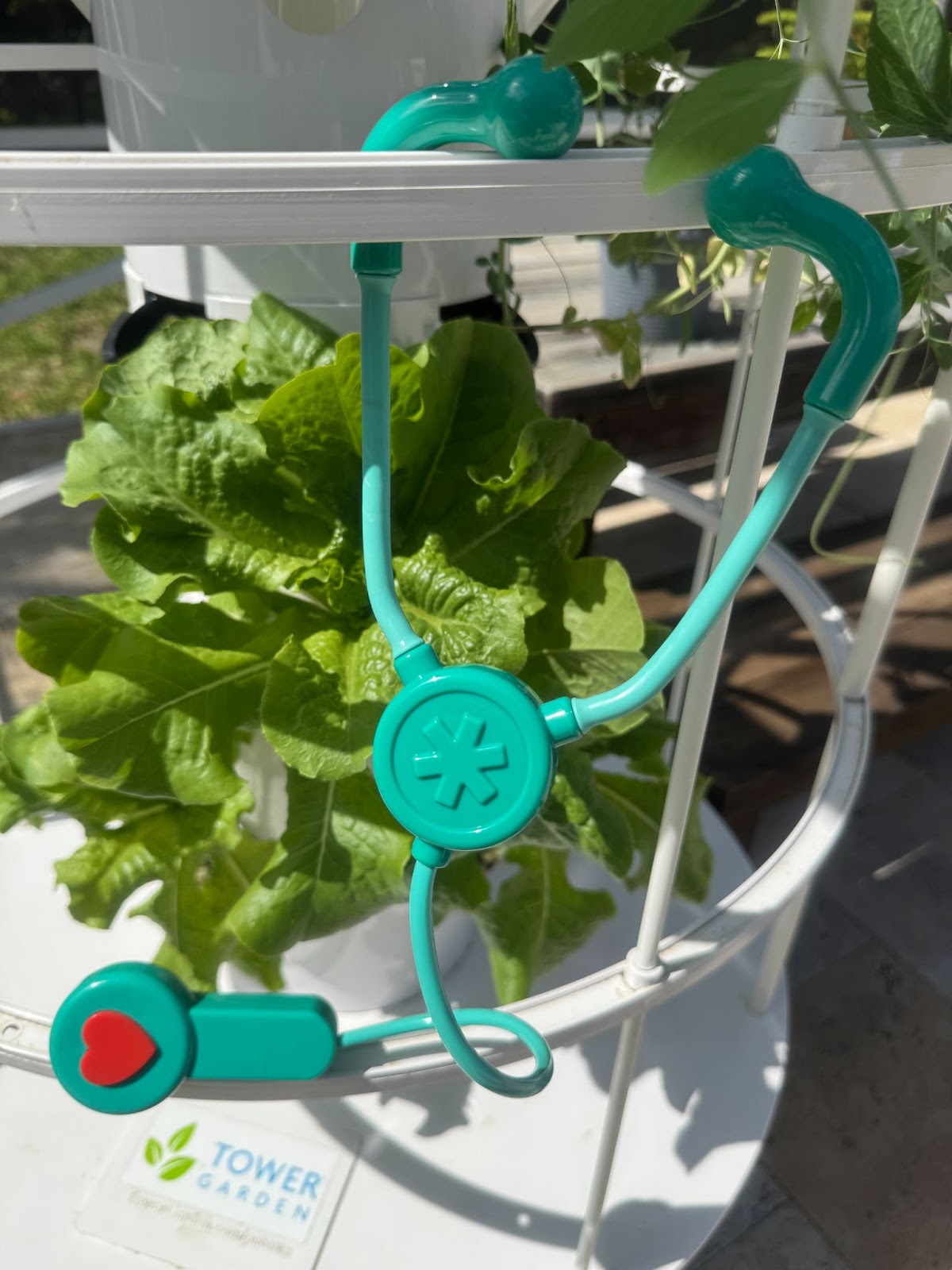 Food is Medicine—A Growing Conversation