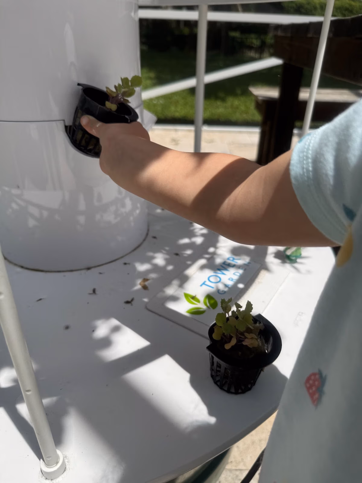 Kale-Yeah to Growing Strong—One Seedling, One Story at a Time